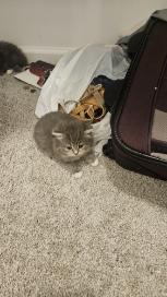 Gray British Shorthair Babies photo 1