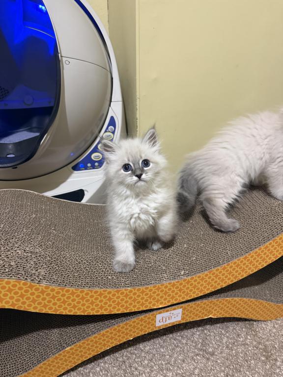 Siberian Kittens photo 2