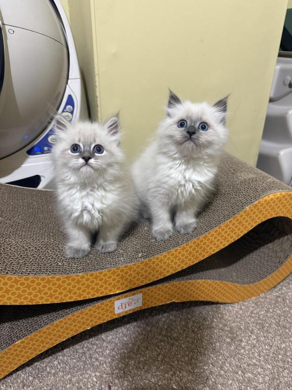 Siberian Kittens photo 4