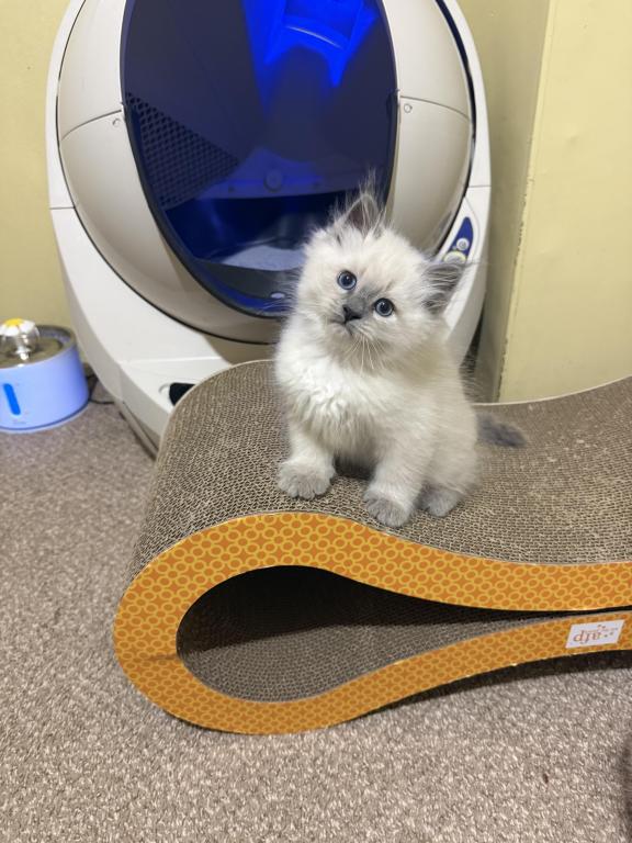 Siberian Kittens photo 1