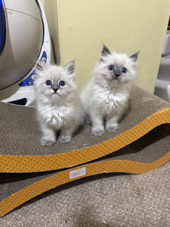 Siberian Kittens photo 3