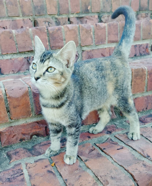 Tabby Kitten photo 1