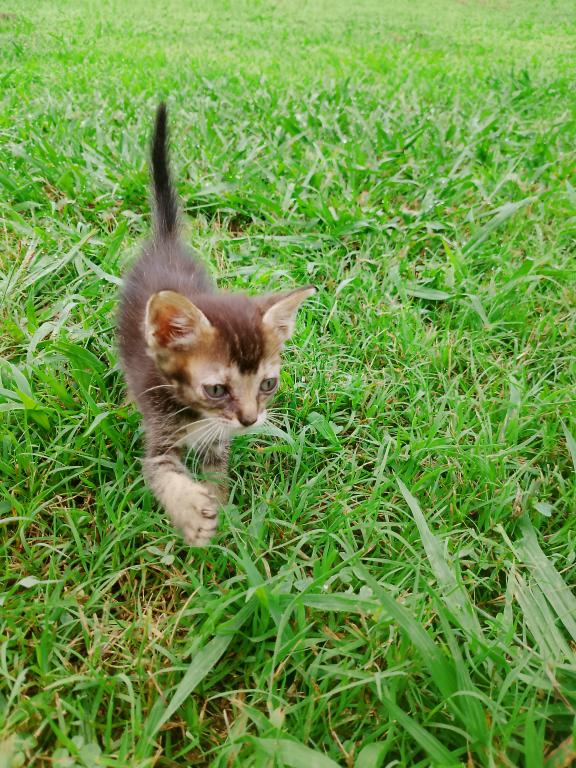 Tabby Kitten photo 2