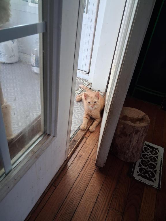 7month Old Kitten photo 1