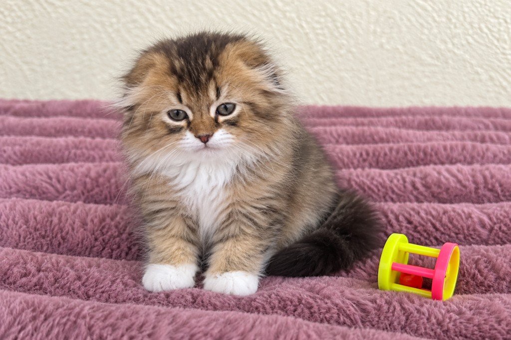 Fluffy Scottish Fold Boy photo 1