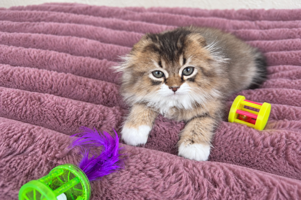 Fluffy Scottish Fold Boy photo 6