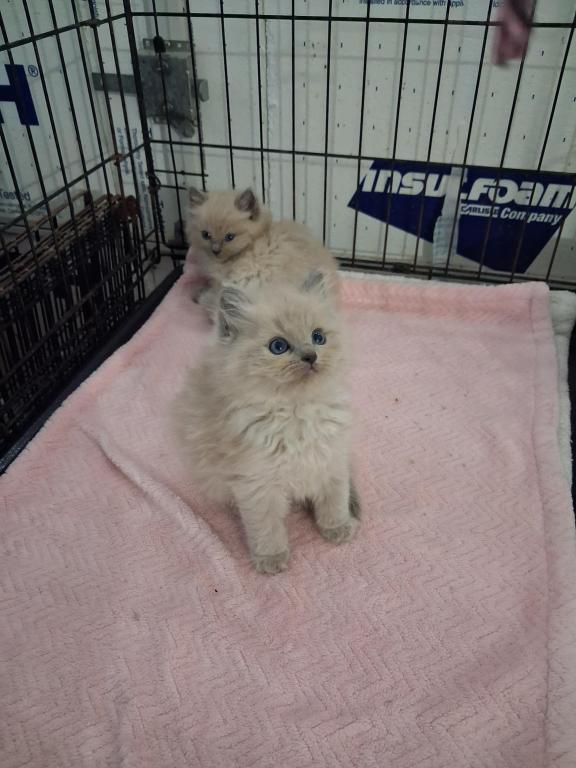 Ragdoll Kittens photo 29