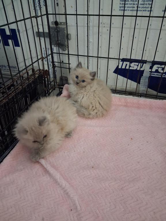 Ragdoll Kittens photo 33