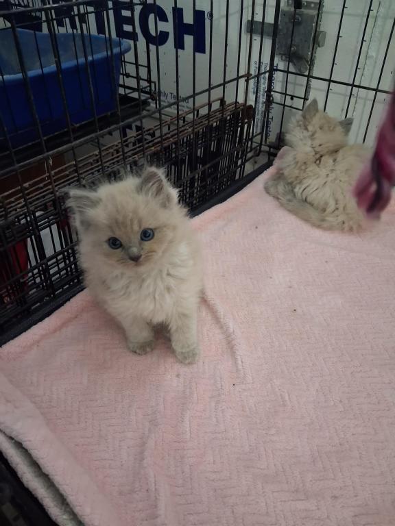 Ragdoll Kittens photo 17