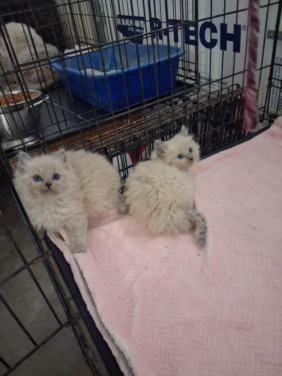 Ragdoll Kittens photo 67