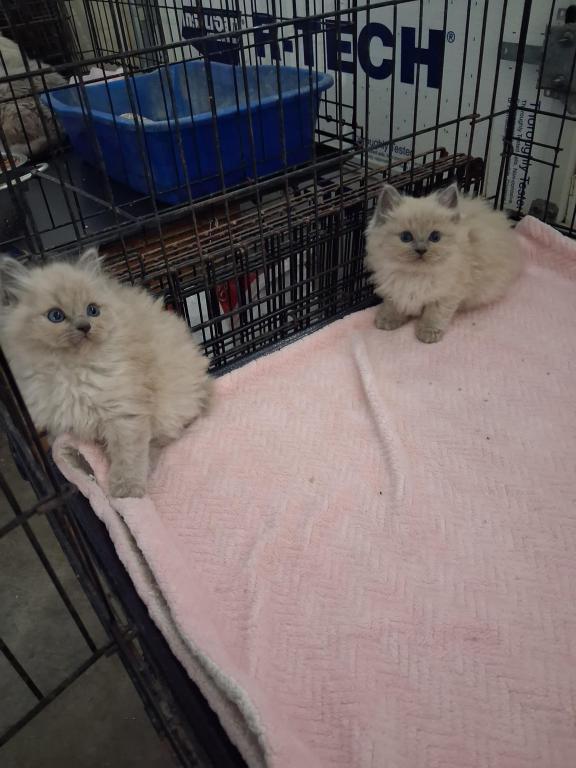 Ragdoll Kittens photo 48