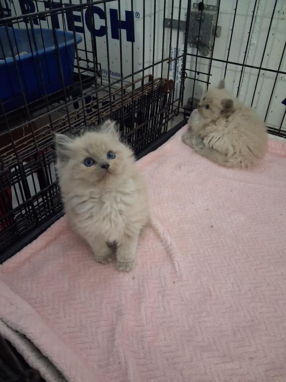 Ragdoll Kittens photo 13
