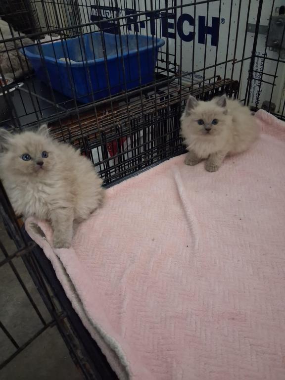 Ragdoll Kittens photo 49