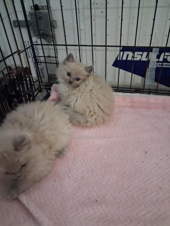 Ragdoll Kittens photo 35