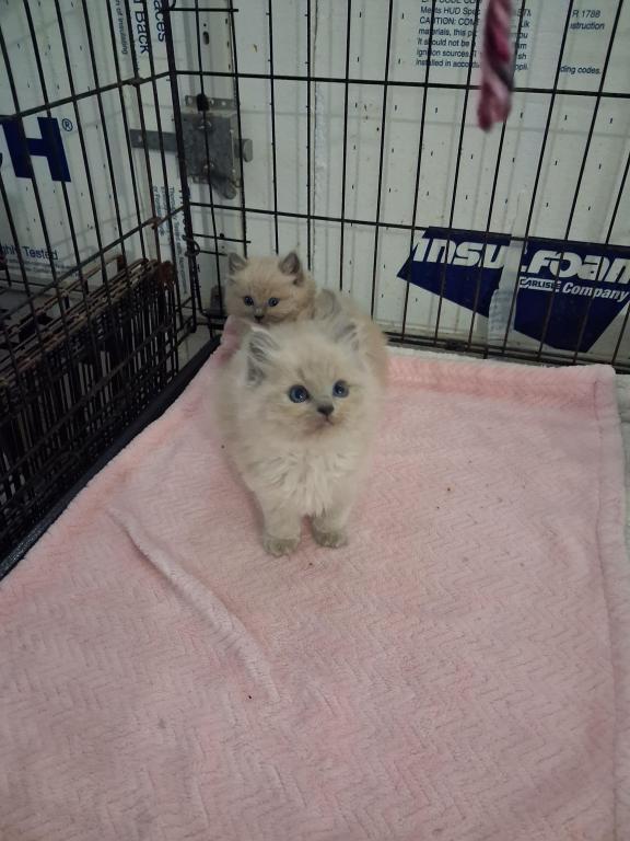 Ragdoll Kittens photo 31