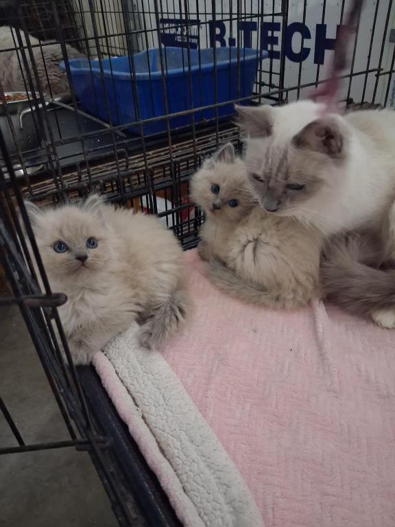 Ragdoll Kittens photo 4