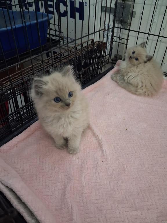Ragdoll Kittens photo 16