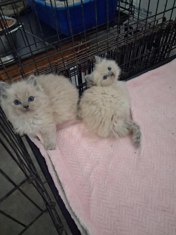 Ragdoll Kittens photo 65