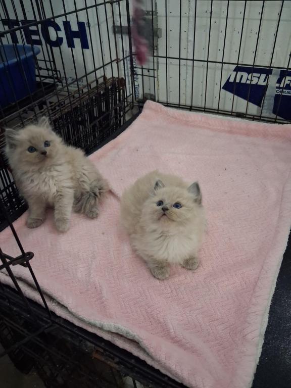 Ragdoll Kittens photo 11