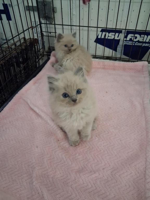 Ragdoll Kittens photo 19