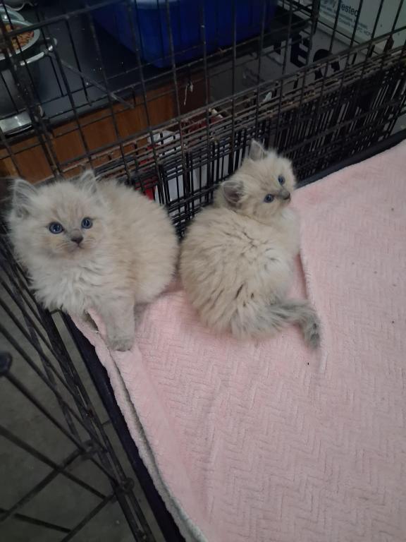 Ragdoll Kittens photo 53