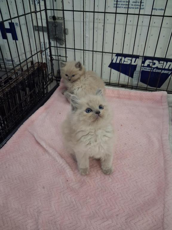 Ragdoll Kittens photo 30