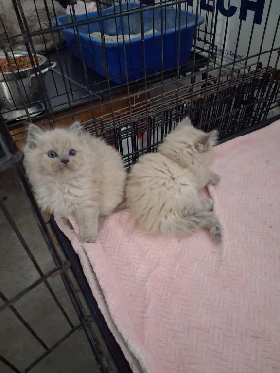 Ragdoll Kittens photo 58