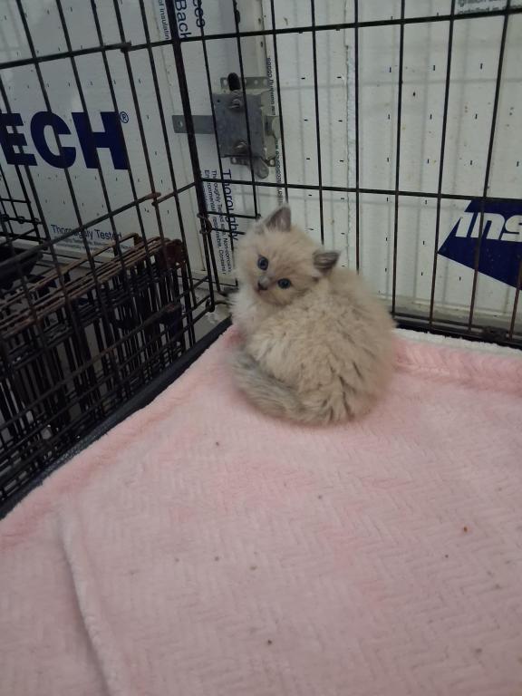 Ragdoll Kittens photo 40