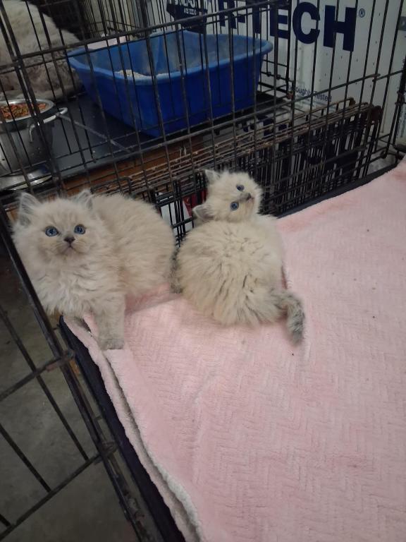 Ragdoll Kittens photo 68