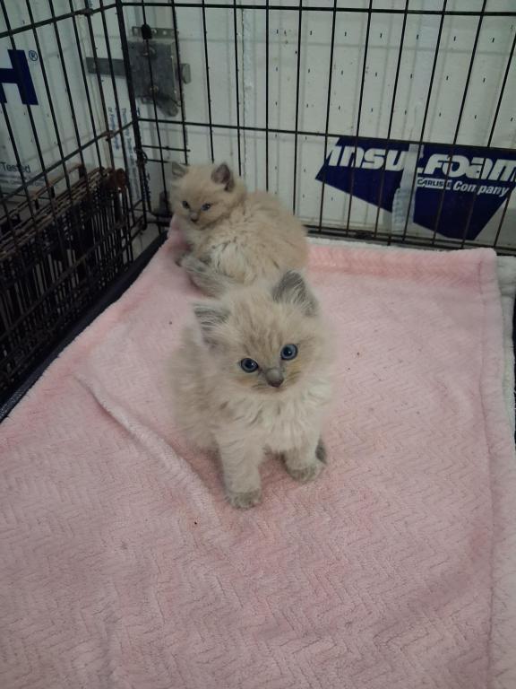 Ragdoll Kittens photo 26