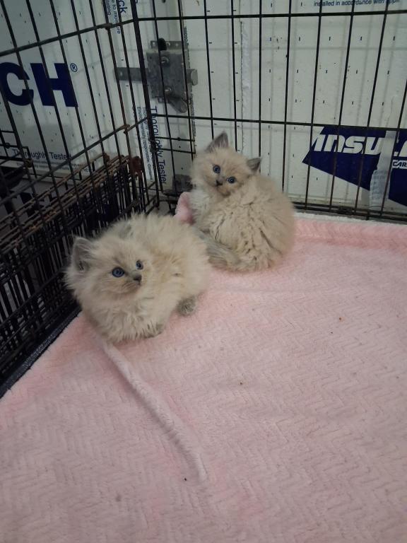 Ragdoll Kittens photo 36