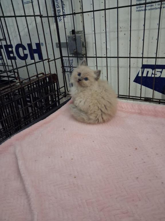 Ragdoll Kittens photo 41