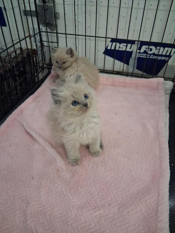 Ragdoll Kittens photo 24