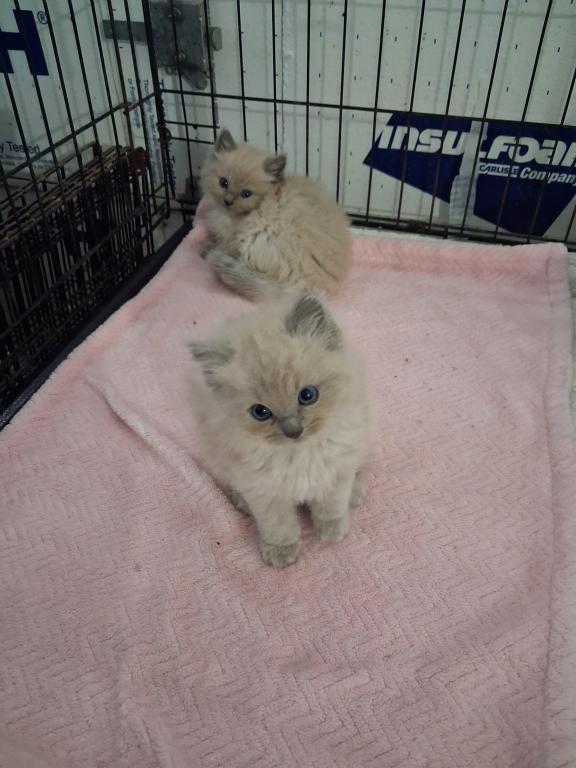 Ragdoll Kittens photo 20
