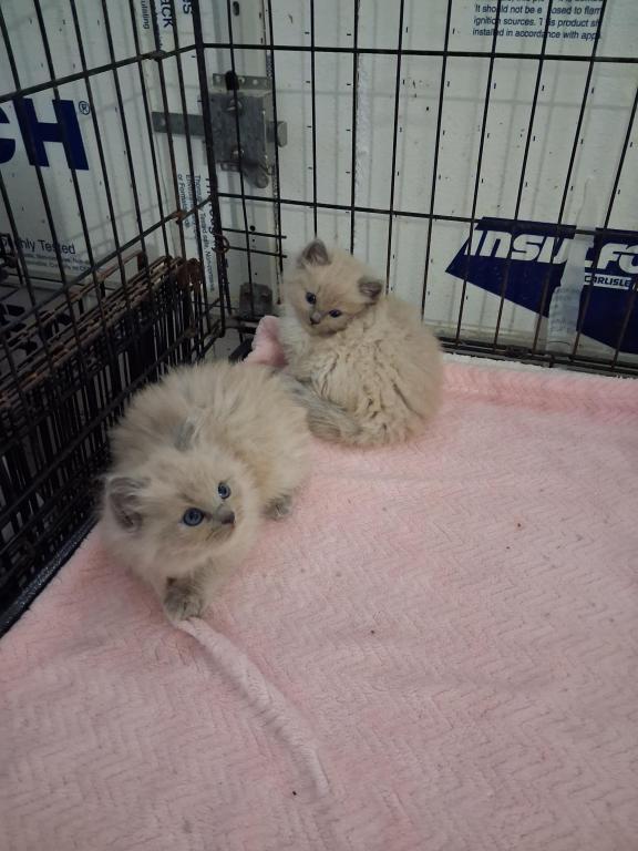 Ragdoll Kittens photo 32