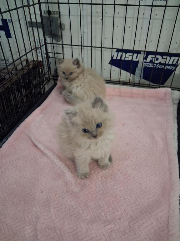 Ragdoll Kittens photo 27