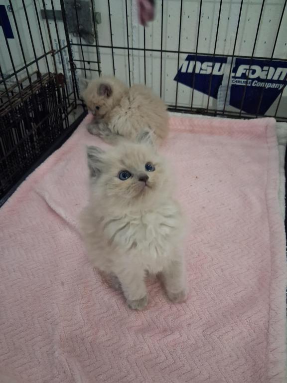 Ragdoll Kittens photo 18