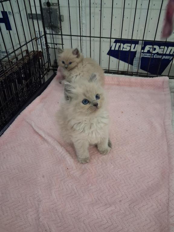 Ragdoll Kittens photo 25