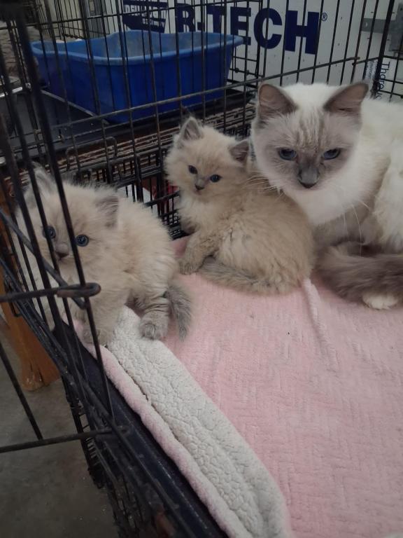 Ragdoll Kittens photo 5