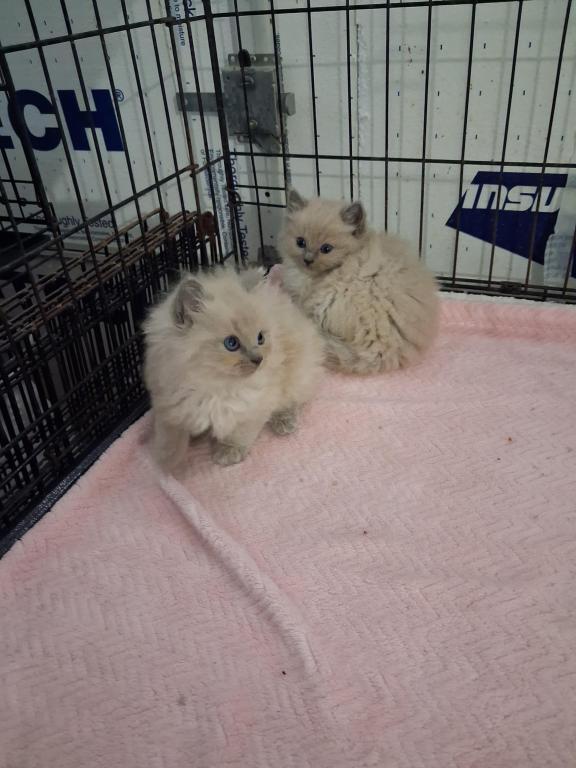 Ragdoll Kittens photo 39