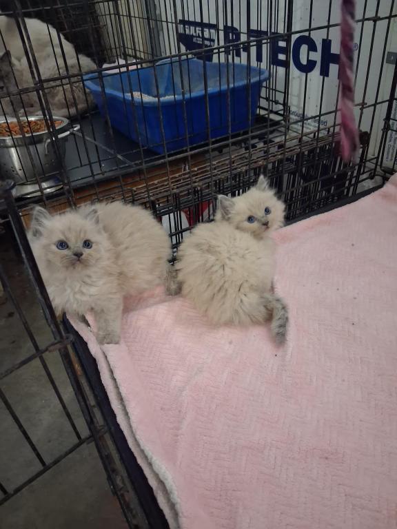 Ragdoll Kittens photo 66