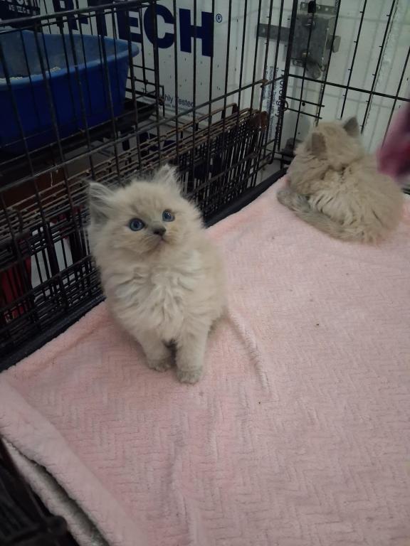 Ragdoll Kittens photo 15