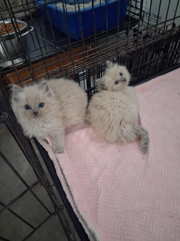 Ragdoll Kittens photo 64