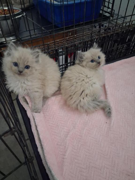 Ragdoll Kittens photo 51