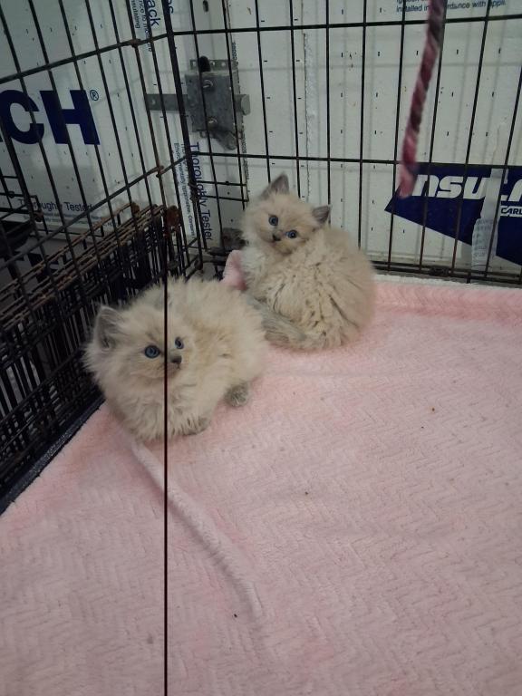 Ragdoll Kittens photo 37