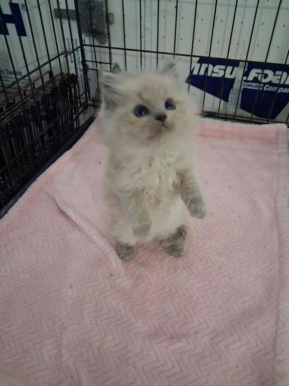 Ragdoll Kittens photo 21