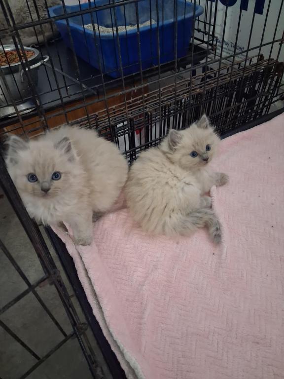 Ragdoll Kittens photo 61