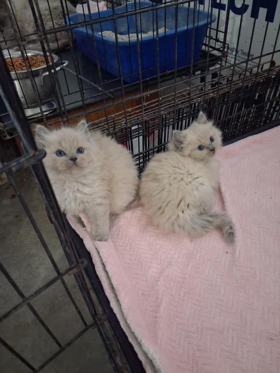 Ragdoll Kittens photo 56