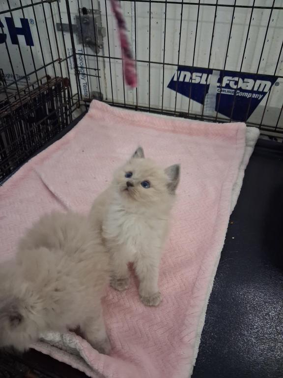 Ragdoll Kittens photo 8