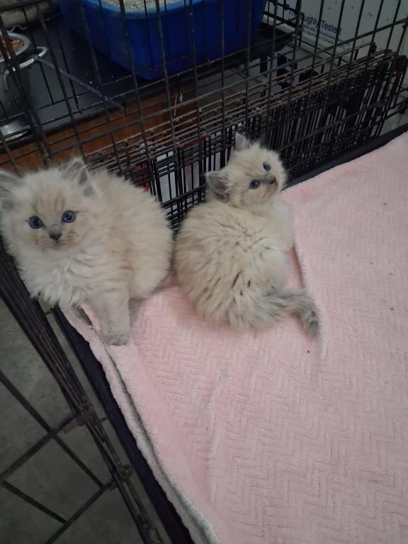 Ragdoll Kittens photo 54